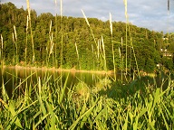 Abendstimmung mit Gras