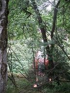 Wal hinter dem Tunnel