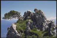 Ein Fels mit Bewuchs