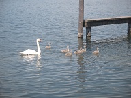 Eine Schwanenfamilie