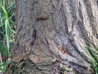 Nacktschnecken und Hornissen