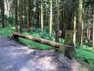 Parkbank im Wald